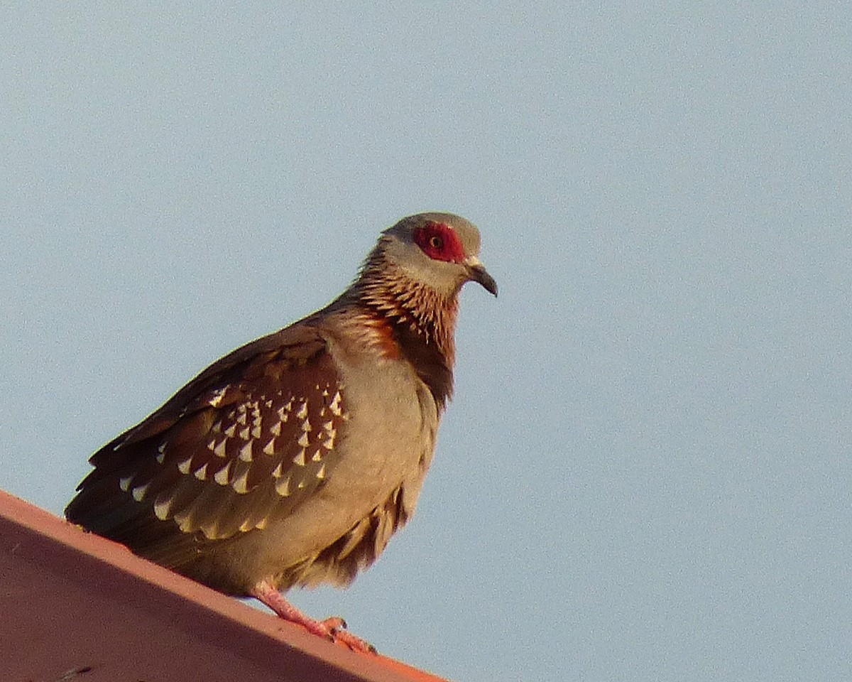 Uso ginearra - ML647793004