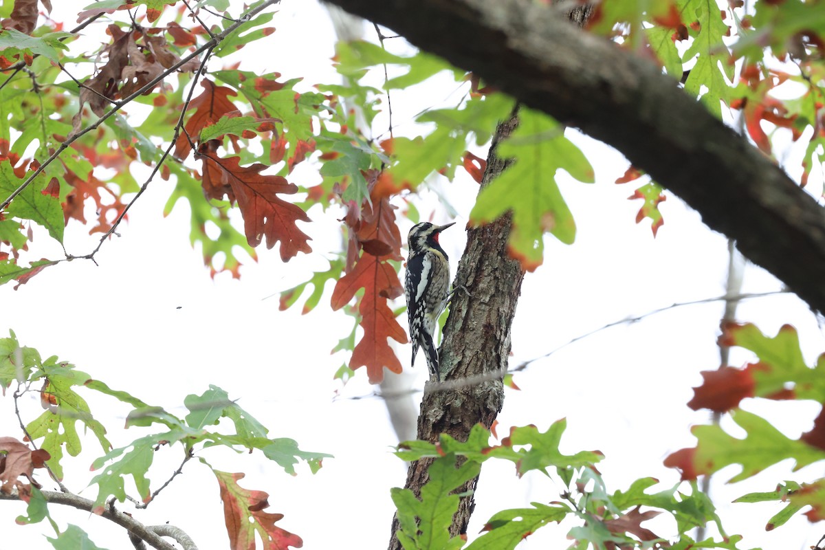 Yellow-bellied Sapsucker - ML647793010