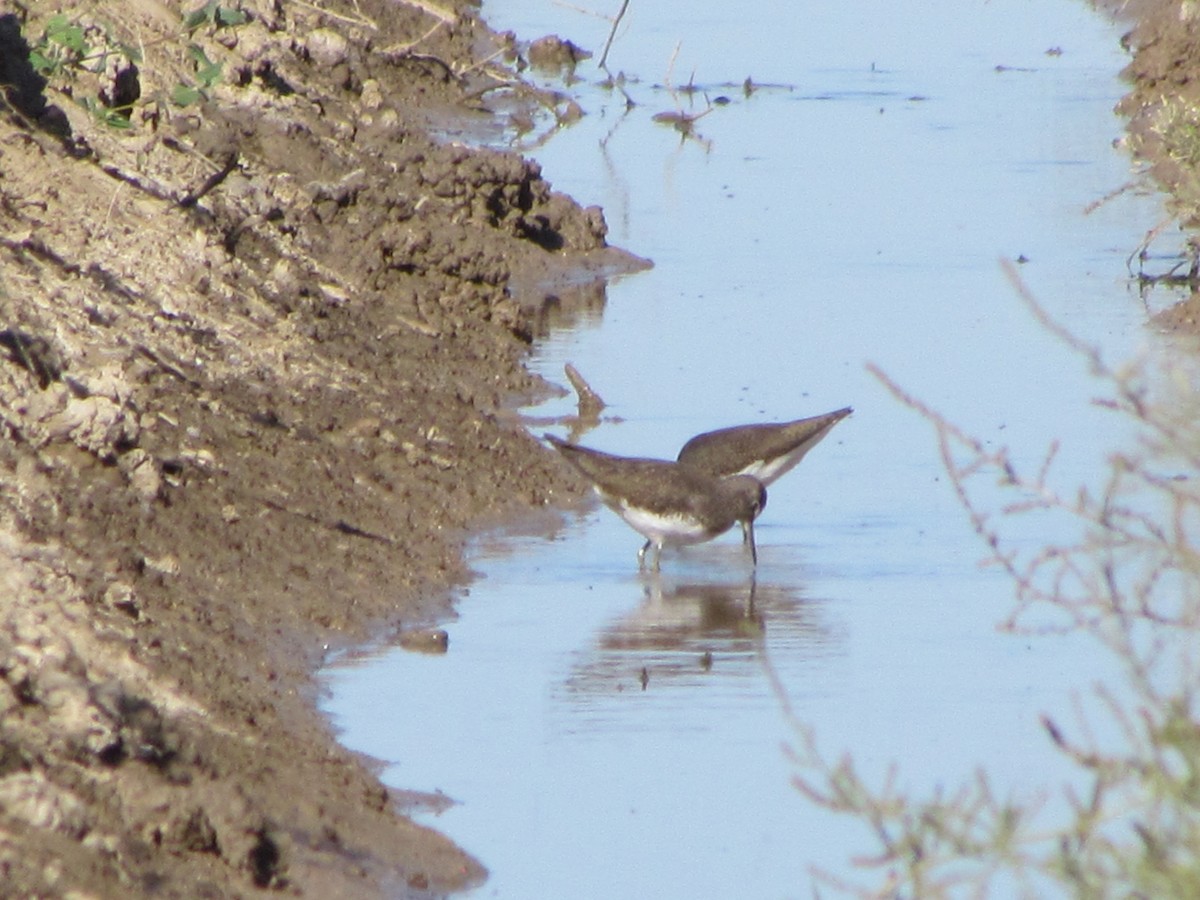 Green Sandpiper - ML647793014
