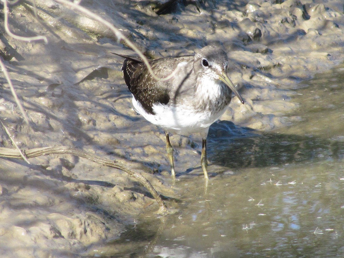 Green Sandpiper - ML647793015