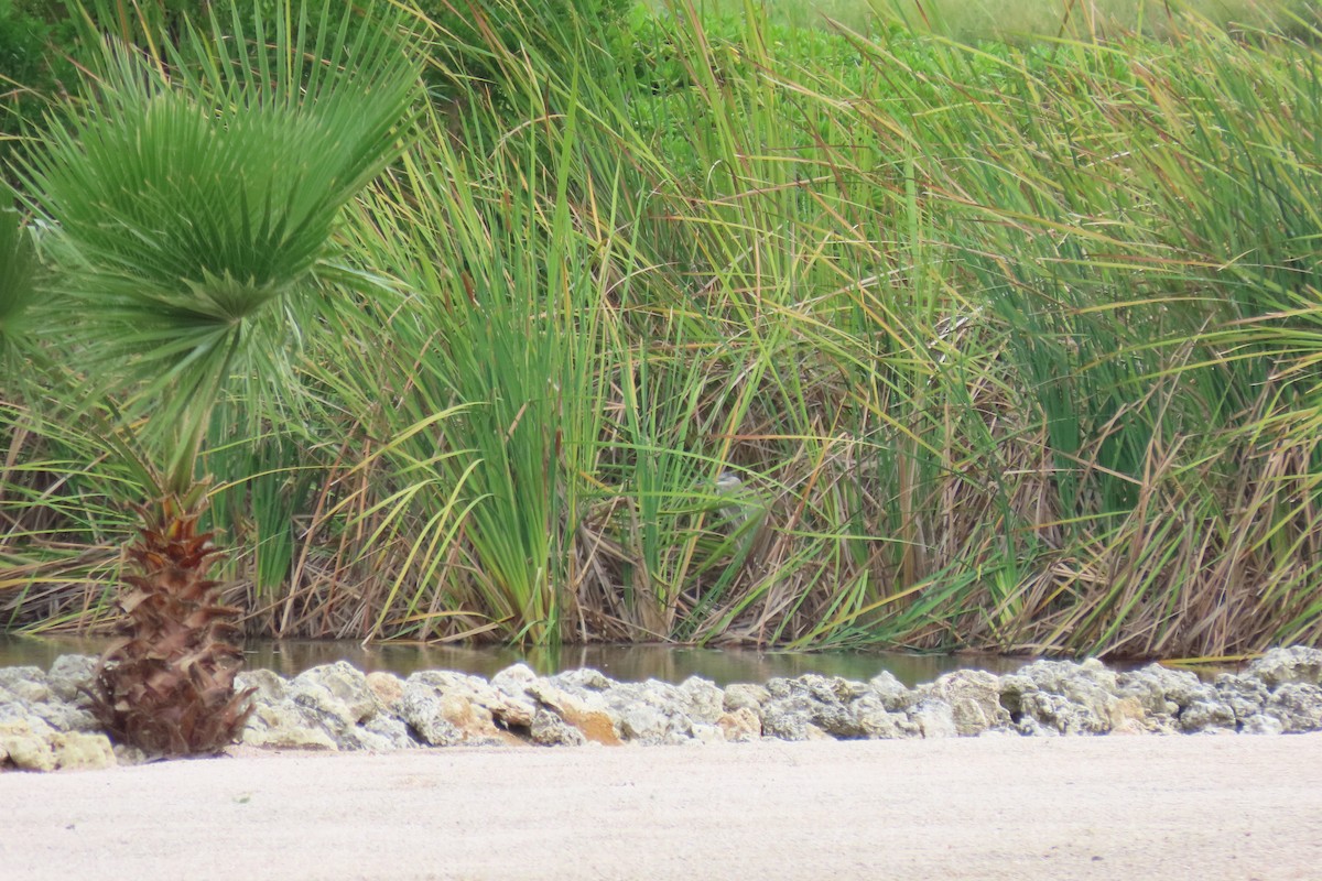 Great Blue Heron - ML647793016