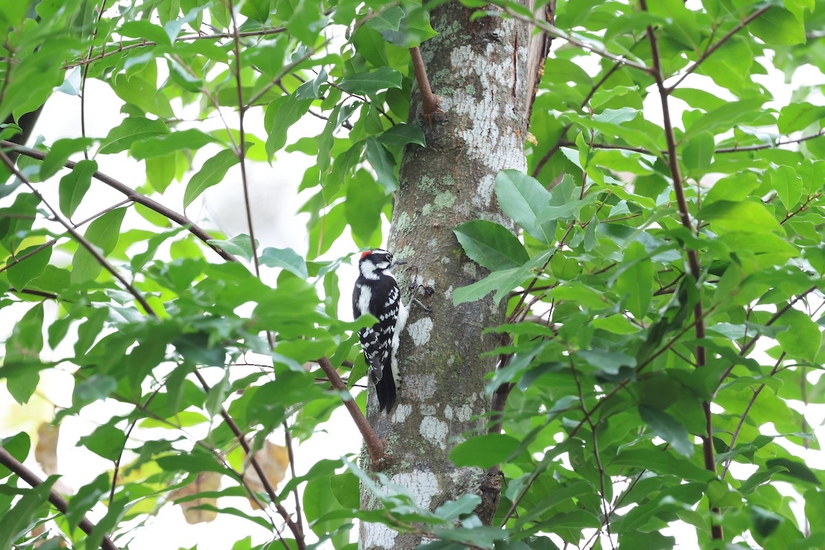 Downy Woodpecker - ML647793018