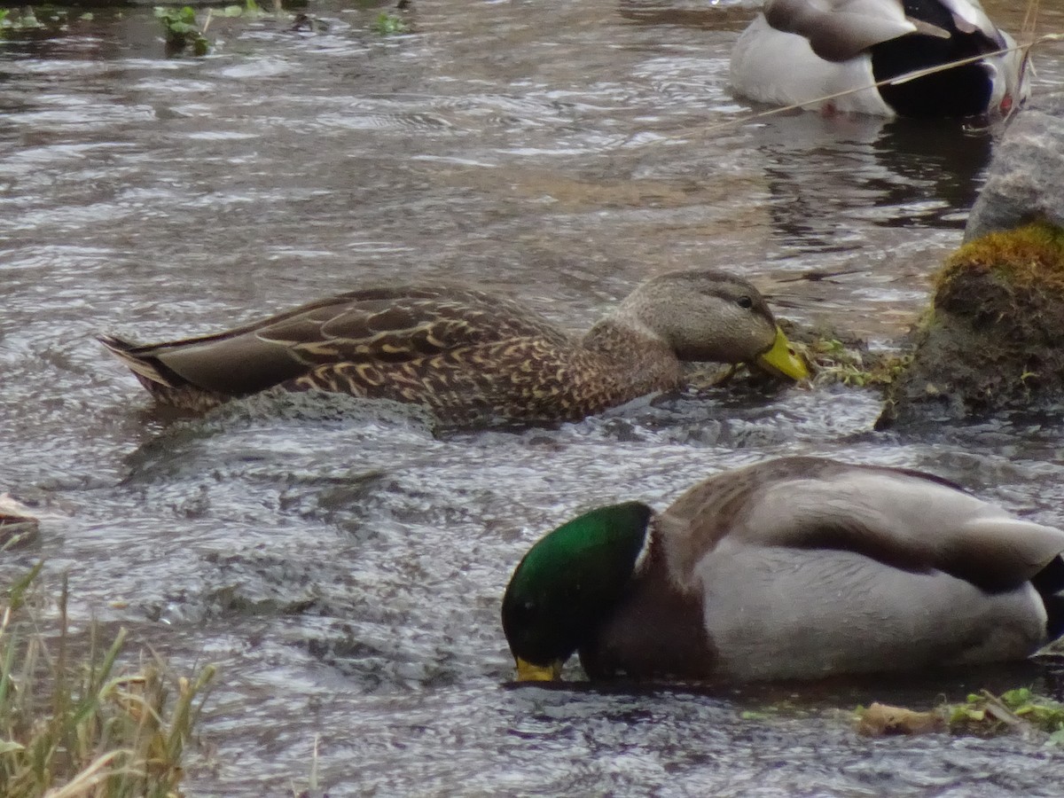 Mexican Duck - ML647793019