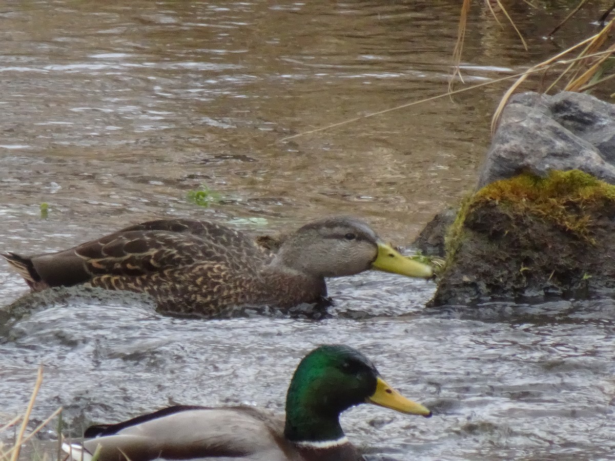 Mexican Duck - ML647793020