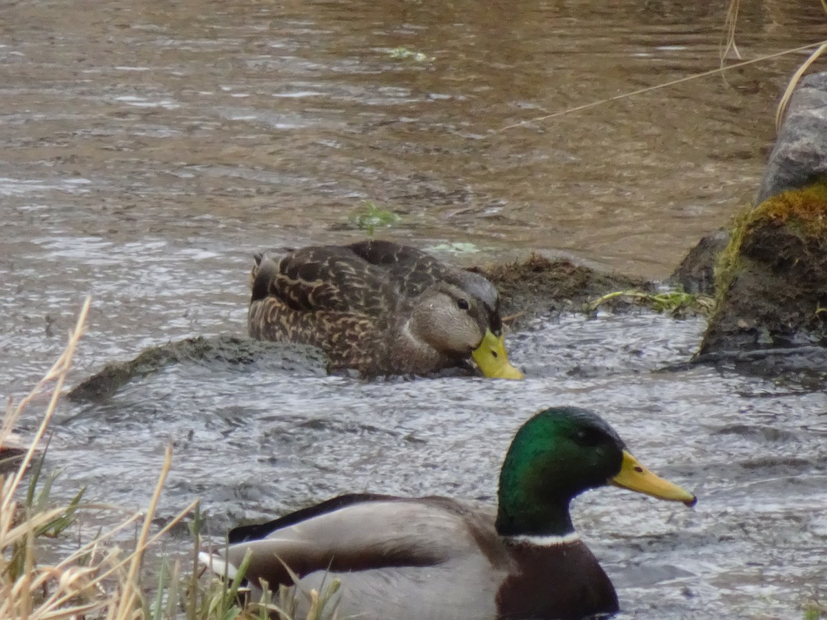 Mexican Duck - ML647793021