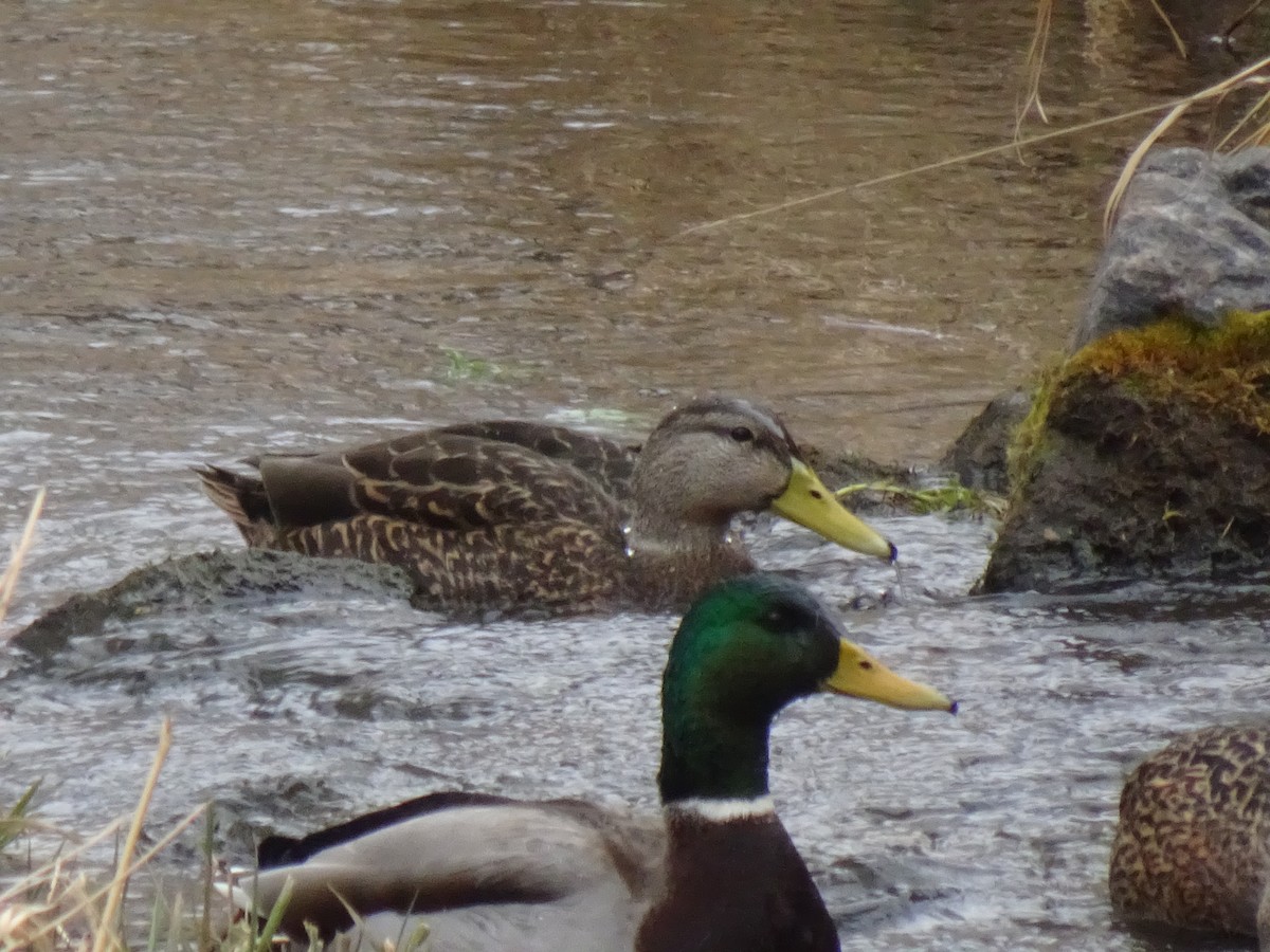 Mexican Duck - ML647793022