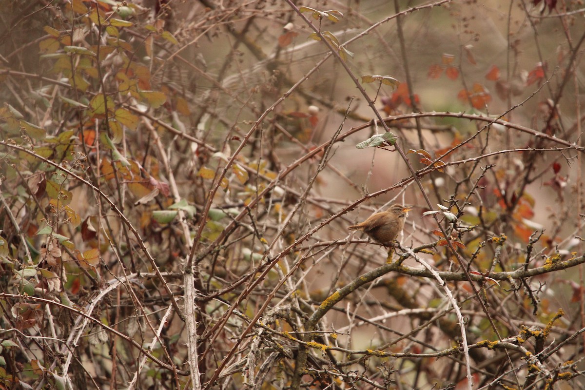 Eurasian Wren - ML647793023