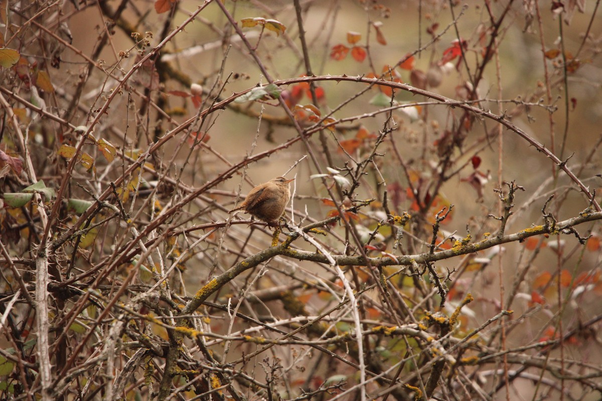 Eurasian Wren - ML647793024