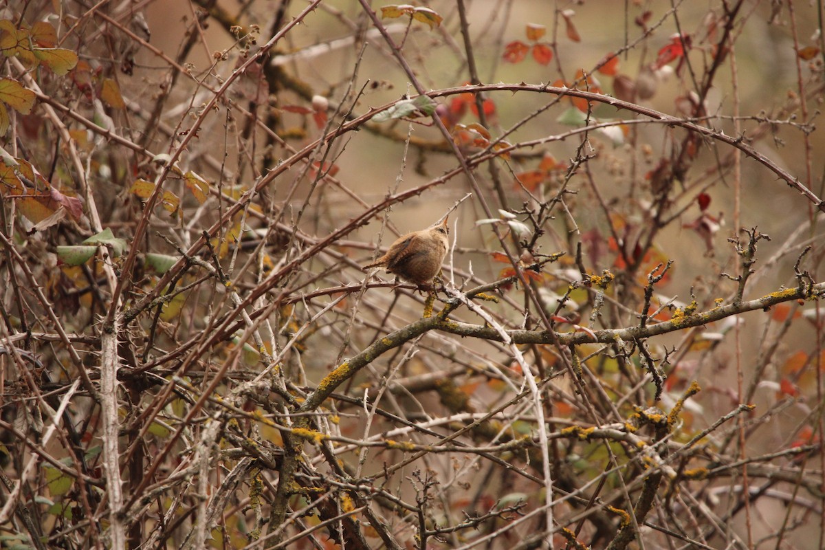 Eurasian Wren - ML647793025