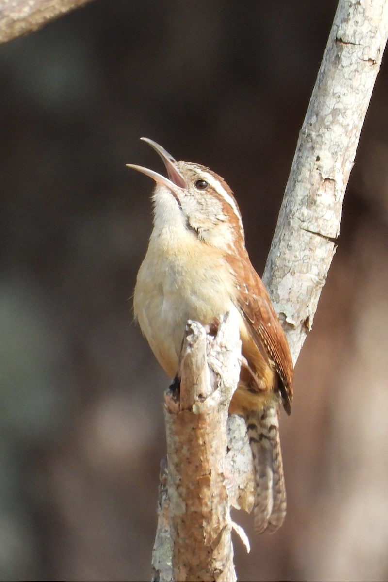 Carolina Wren - ML647793026