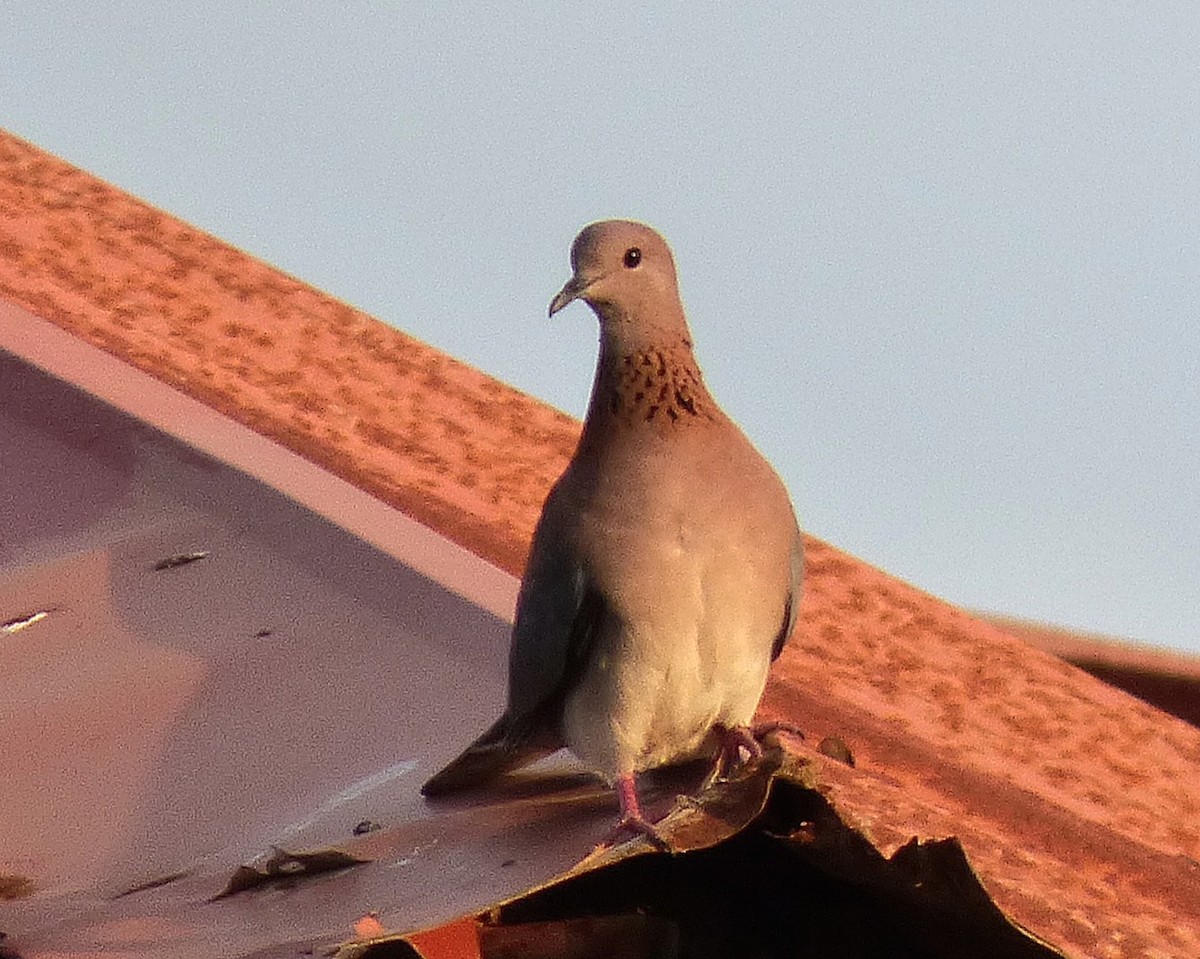 Laughing Dove - ML647793027