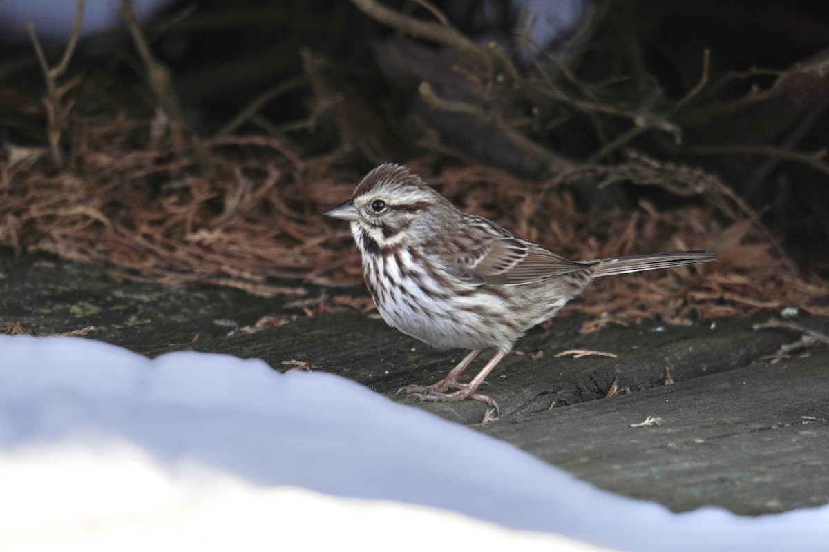 Song Sparrow - ML647793028