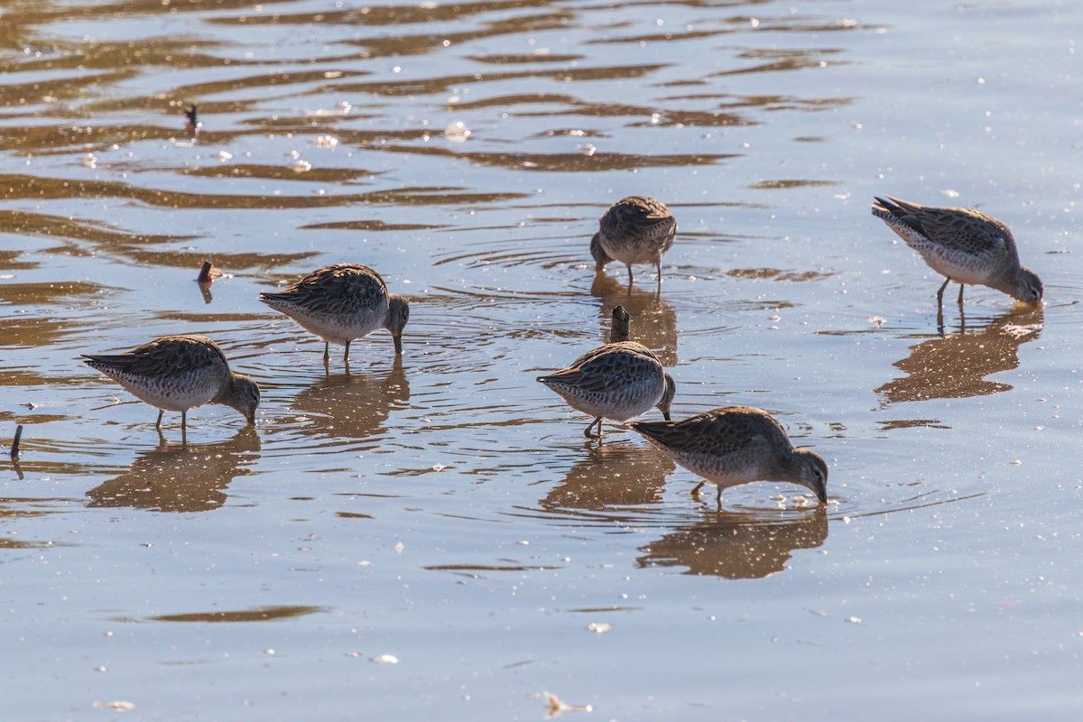 Long-billed Dowitcher - ML647793030