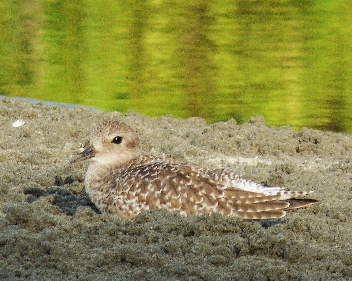 Black-bellied Plover - ML647793031