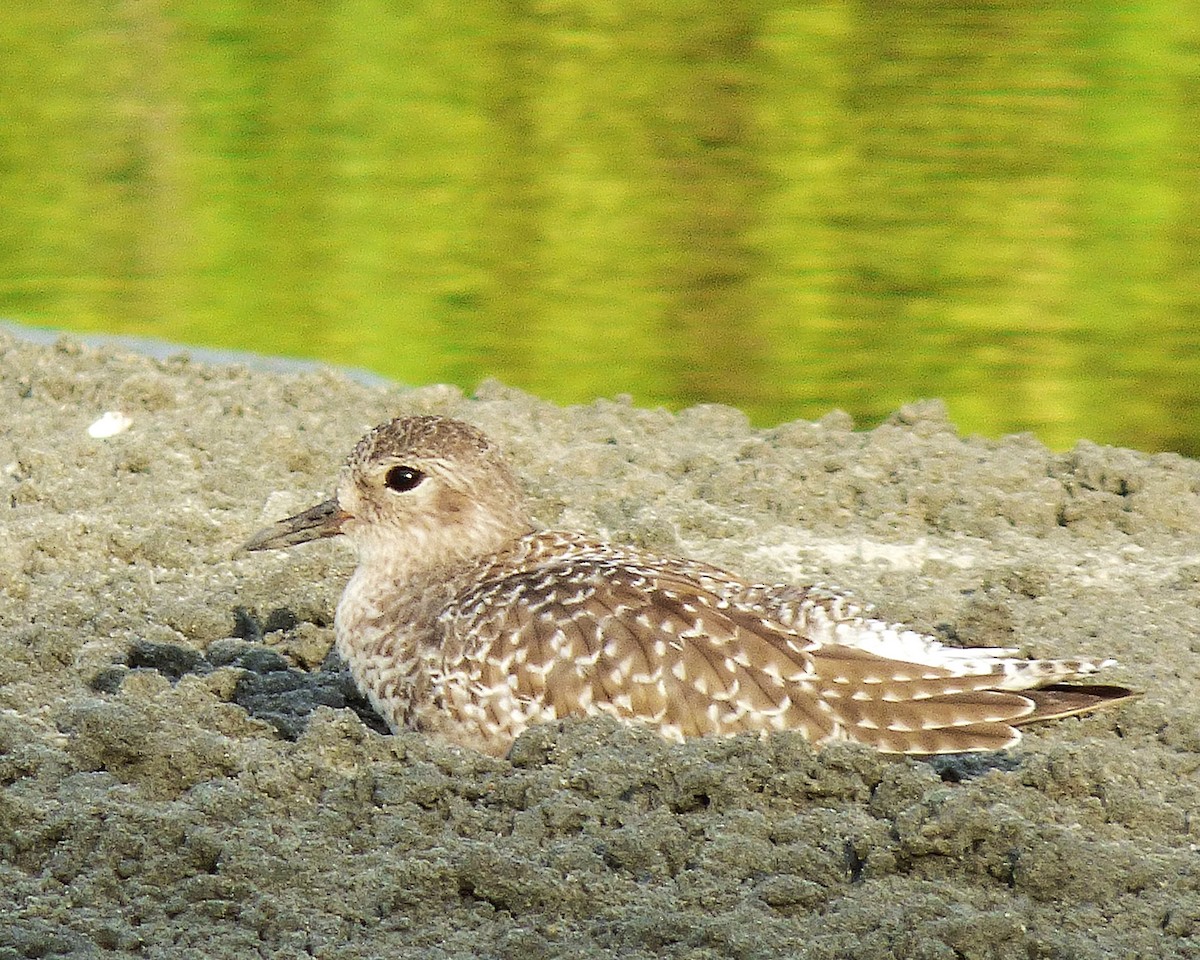 Black-bellied Plover - ML647793032