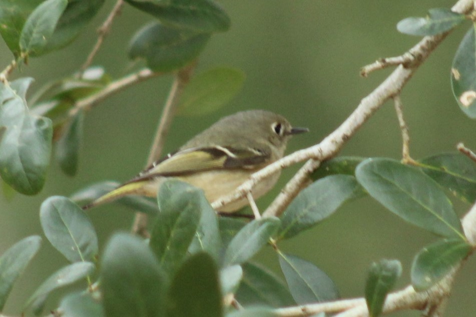 Ruby-crowned Kinglet - ML647793033