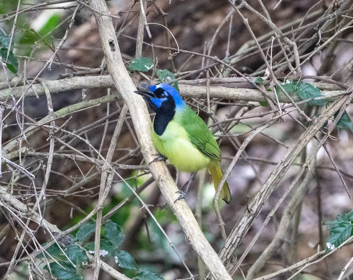 Green Jay - ML647793034