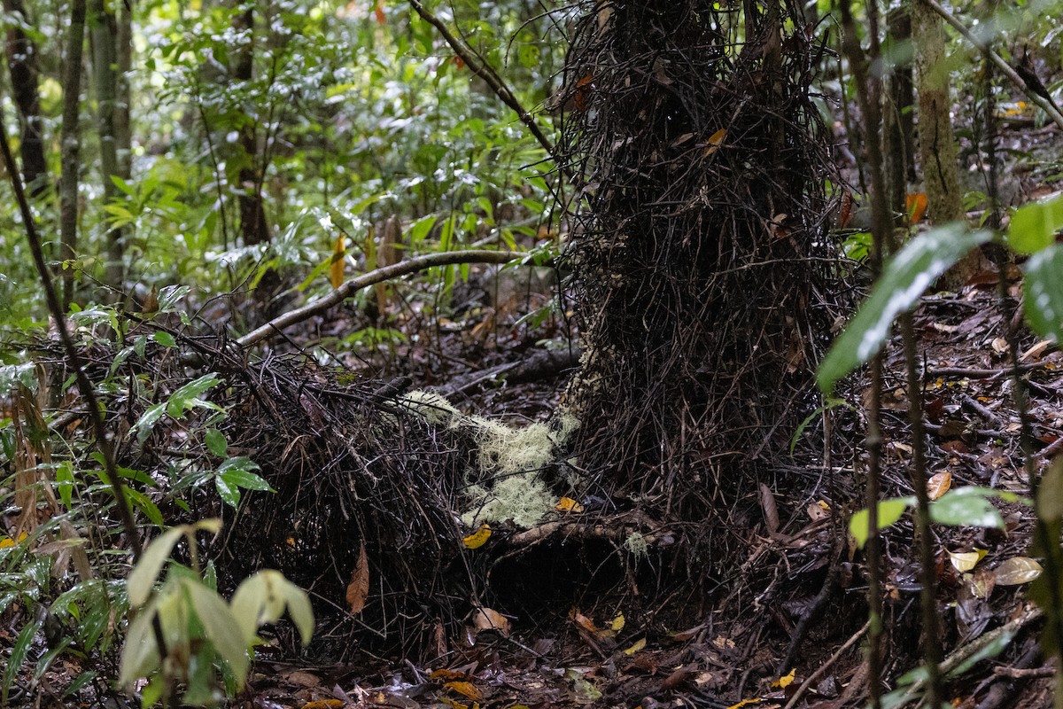 Golden Bowerbird - ML647793035