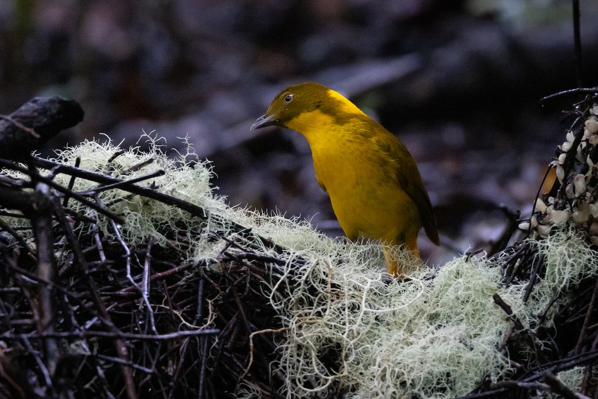 Golden Bowerbird - ML647793036