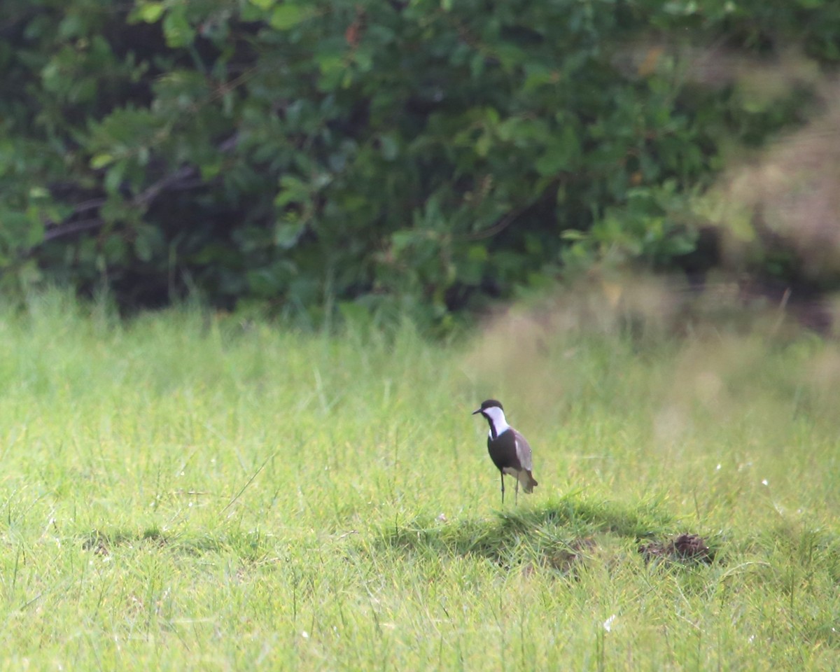 Spur-winged Lapwing - ML647793037