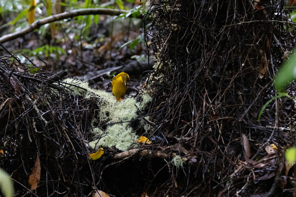 Golden Bowerbird - ML647793038