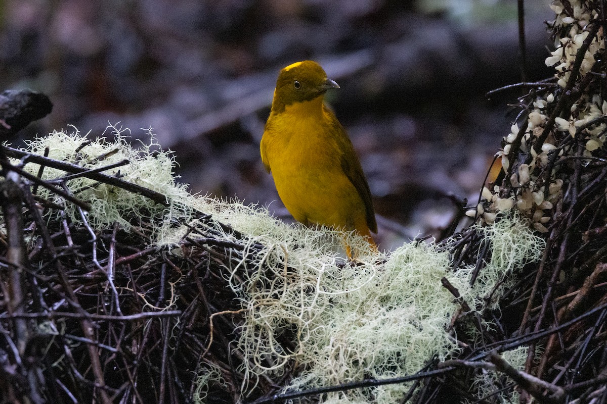 Golden Bowerbird - ML647793039