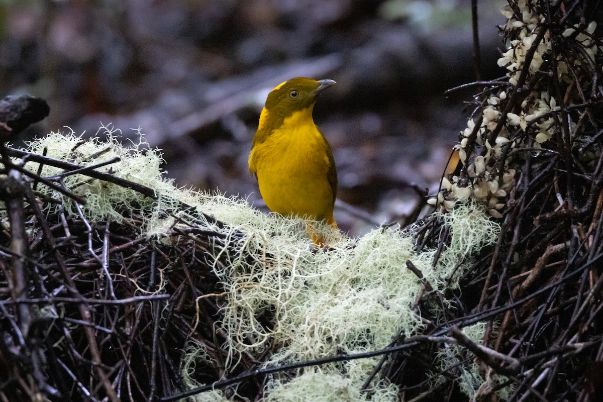 Golden Bowerbird - ML647793040