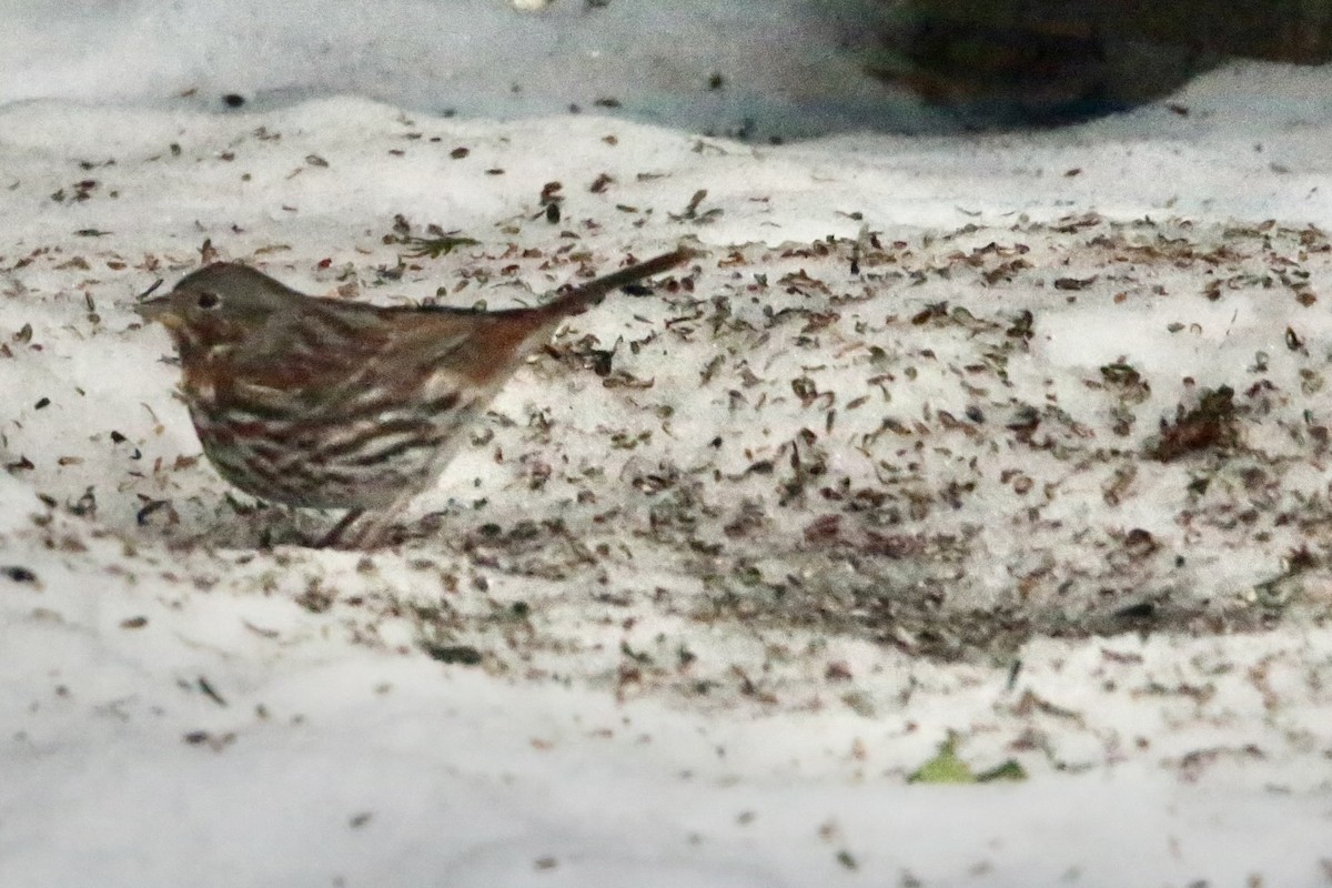 strnadec kaštanový - ML647793052