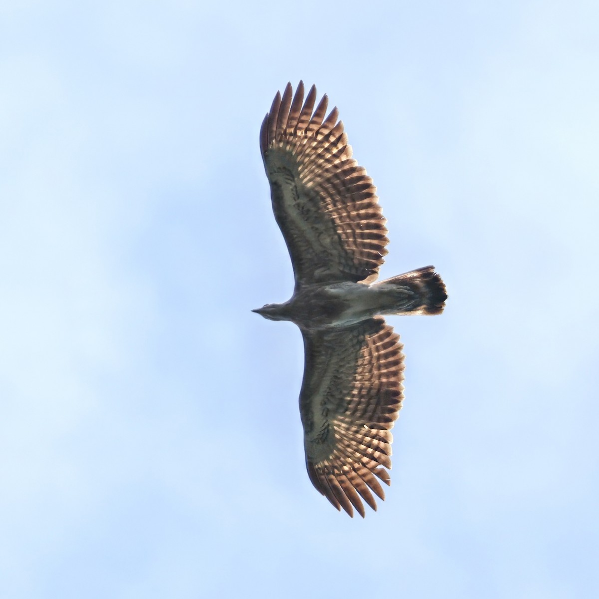 Gray-headed Fish-Eagle - ML647793130