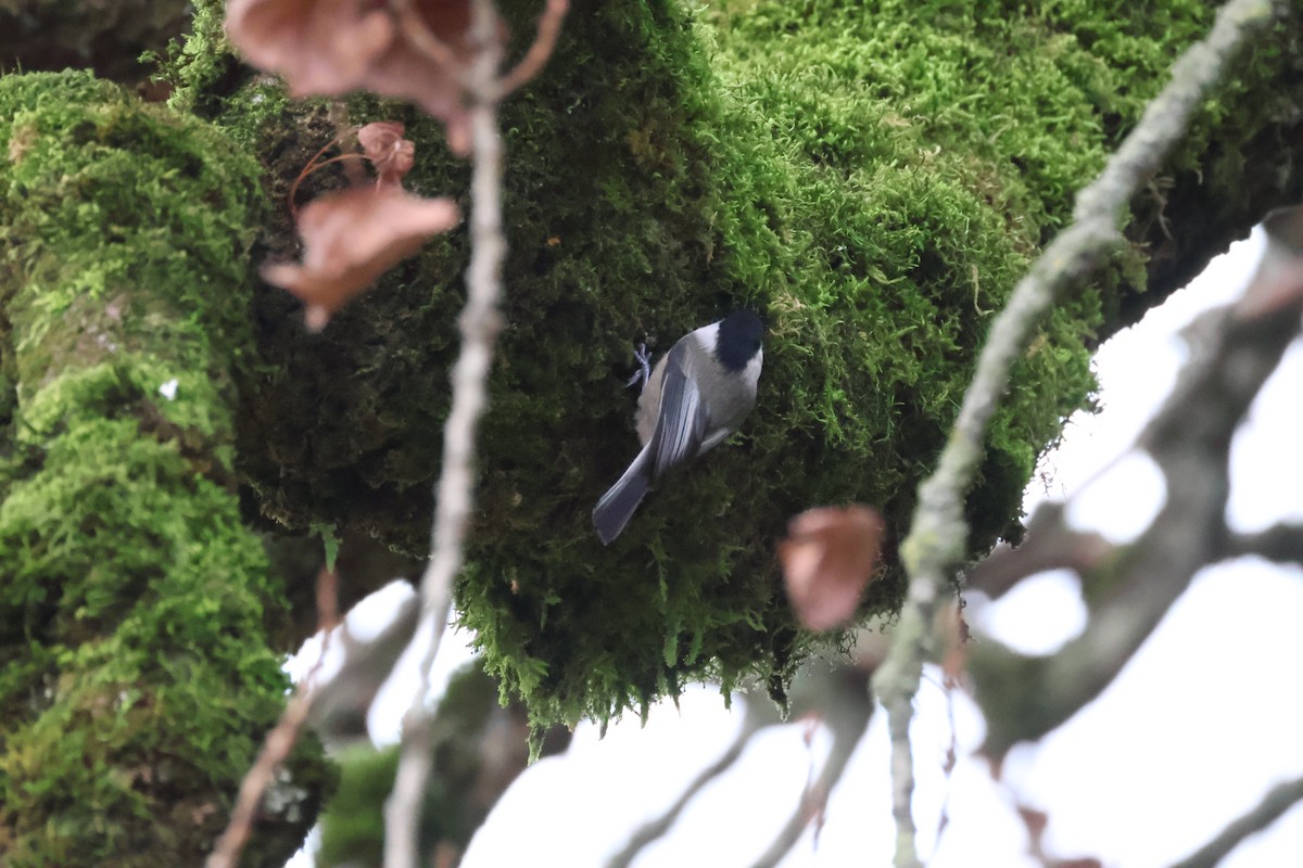 Гаїчка світлокрила - ML647793131