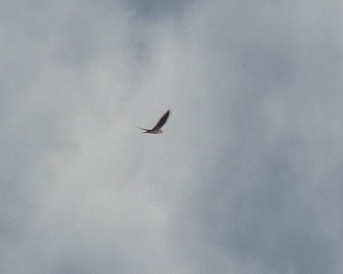 Береговушка - ML647793133