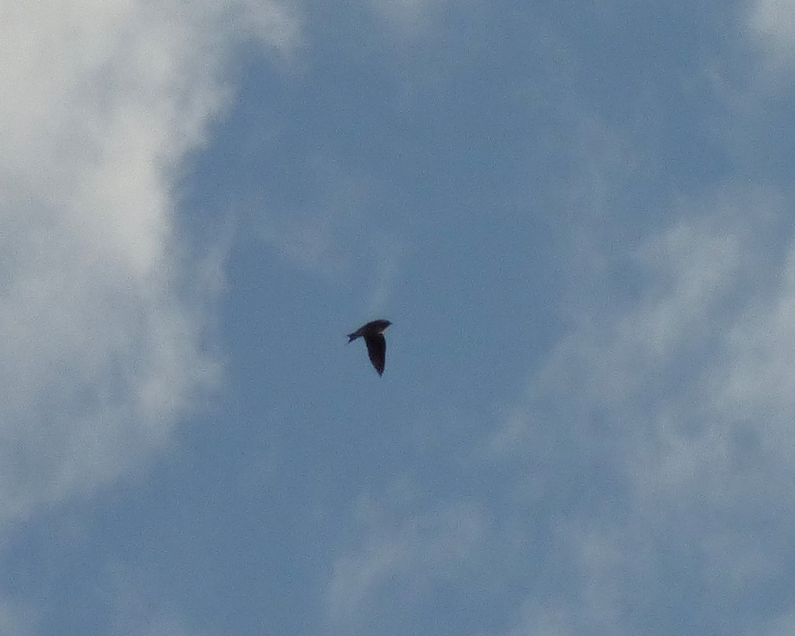 Береговушка - ML647793134