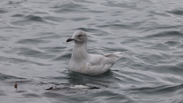 アイスランドカモメ（亜種 クムリーンカモメ） - ML647793158