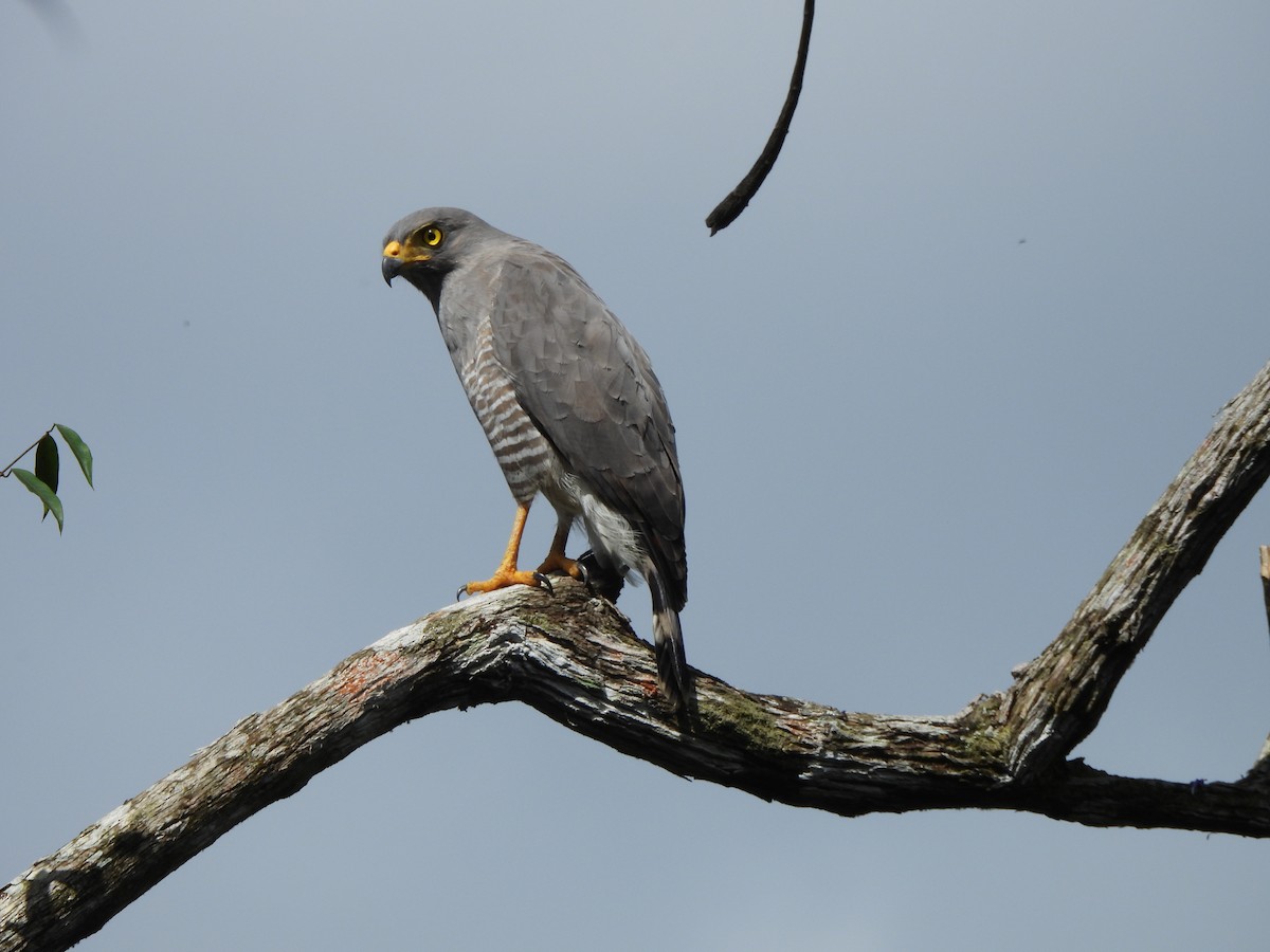 Roadside Hawk - ML647793169