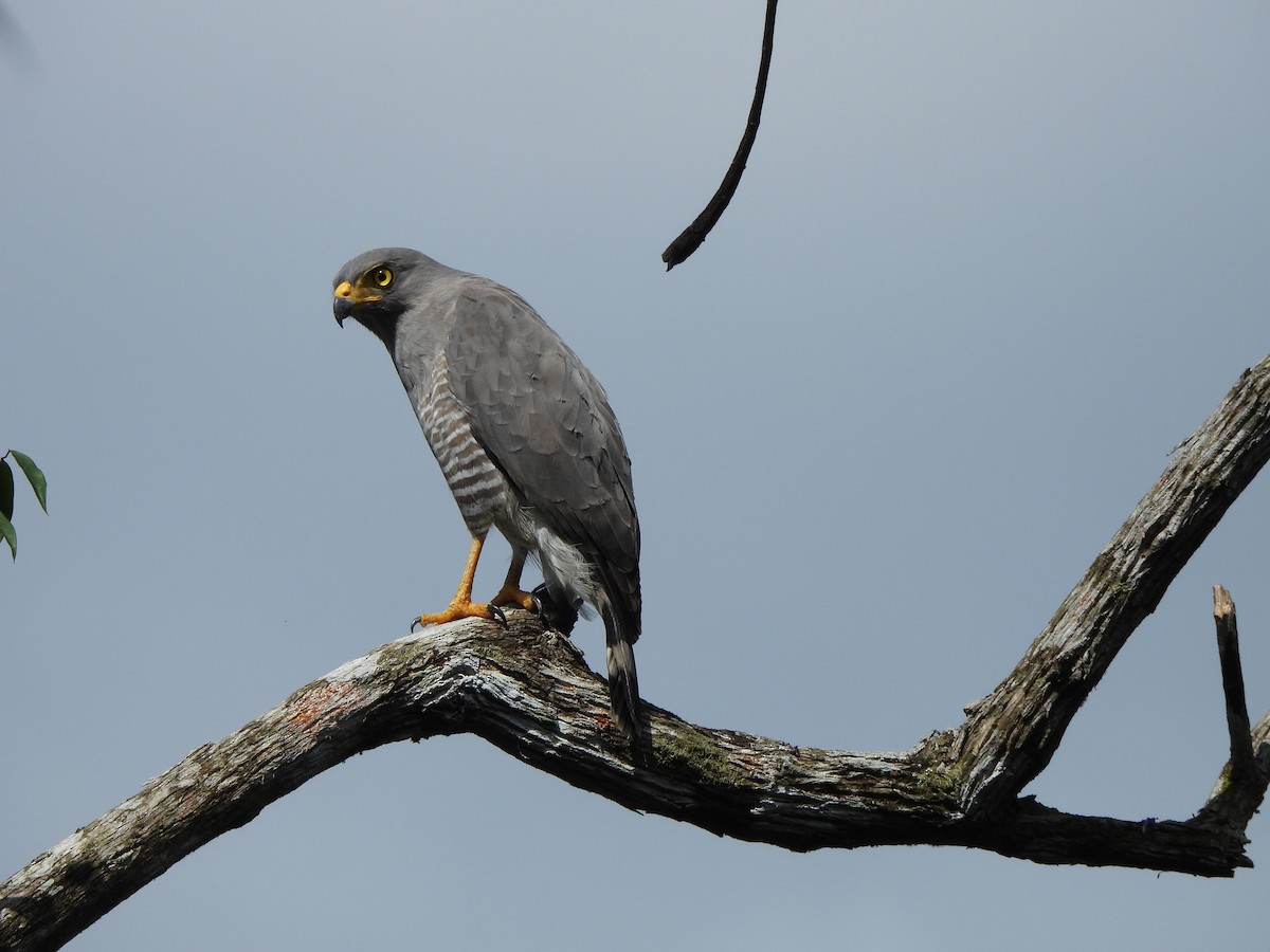 Roadside Hawk - ML647793170