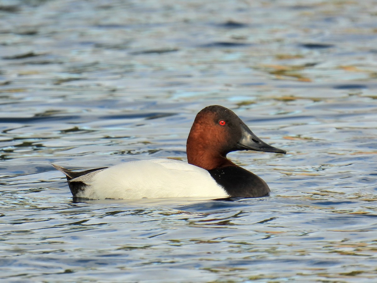 Büyük Elmabaş - ML647793186