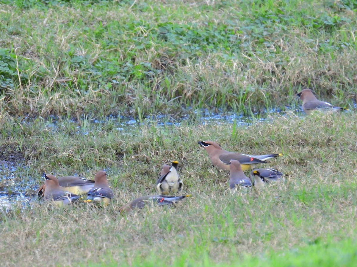 ヒメレンジャク - ML647793220