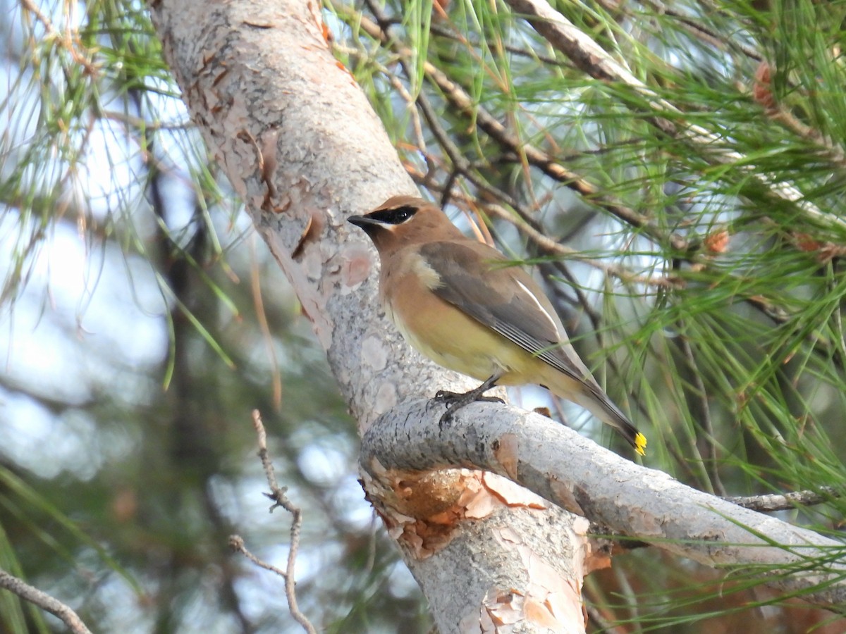 ヒメレンジャク - ML647793221