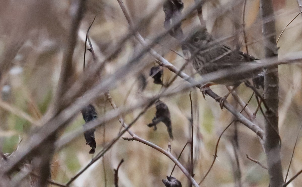 strnadec pruhohlavý - ML647793256