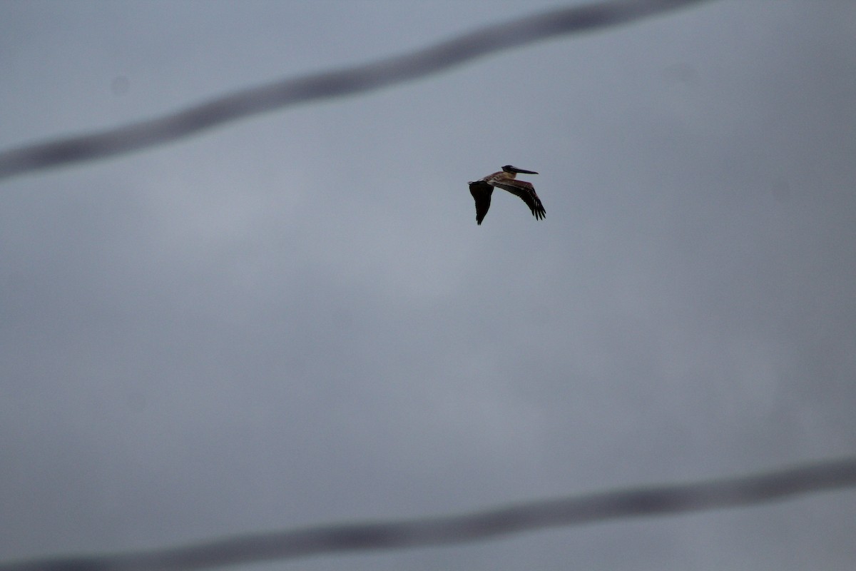 Brown Pelican - ML647793257