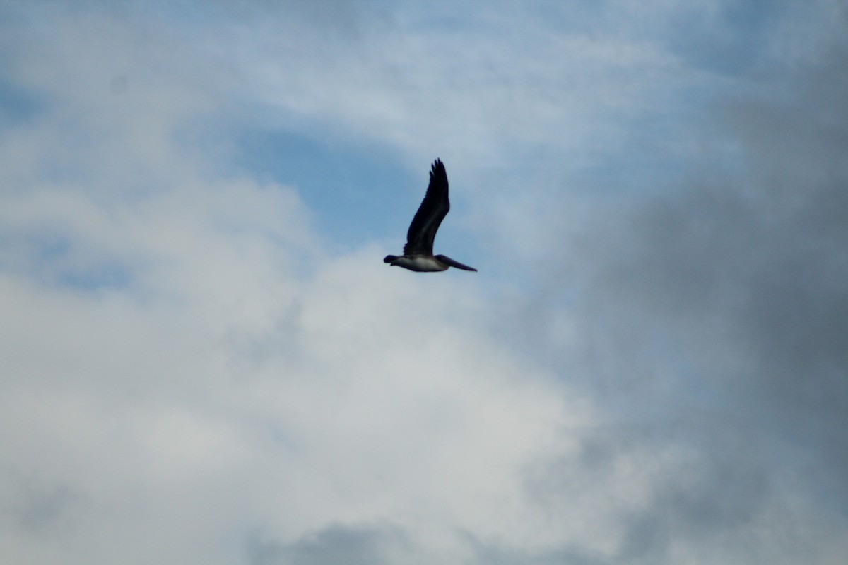 Brown Pelican - ML647793258