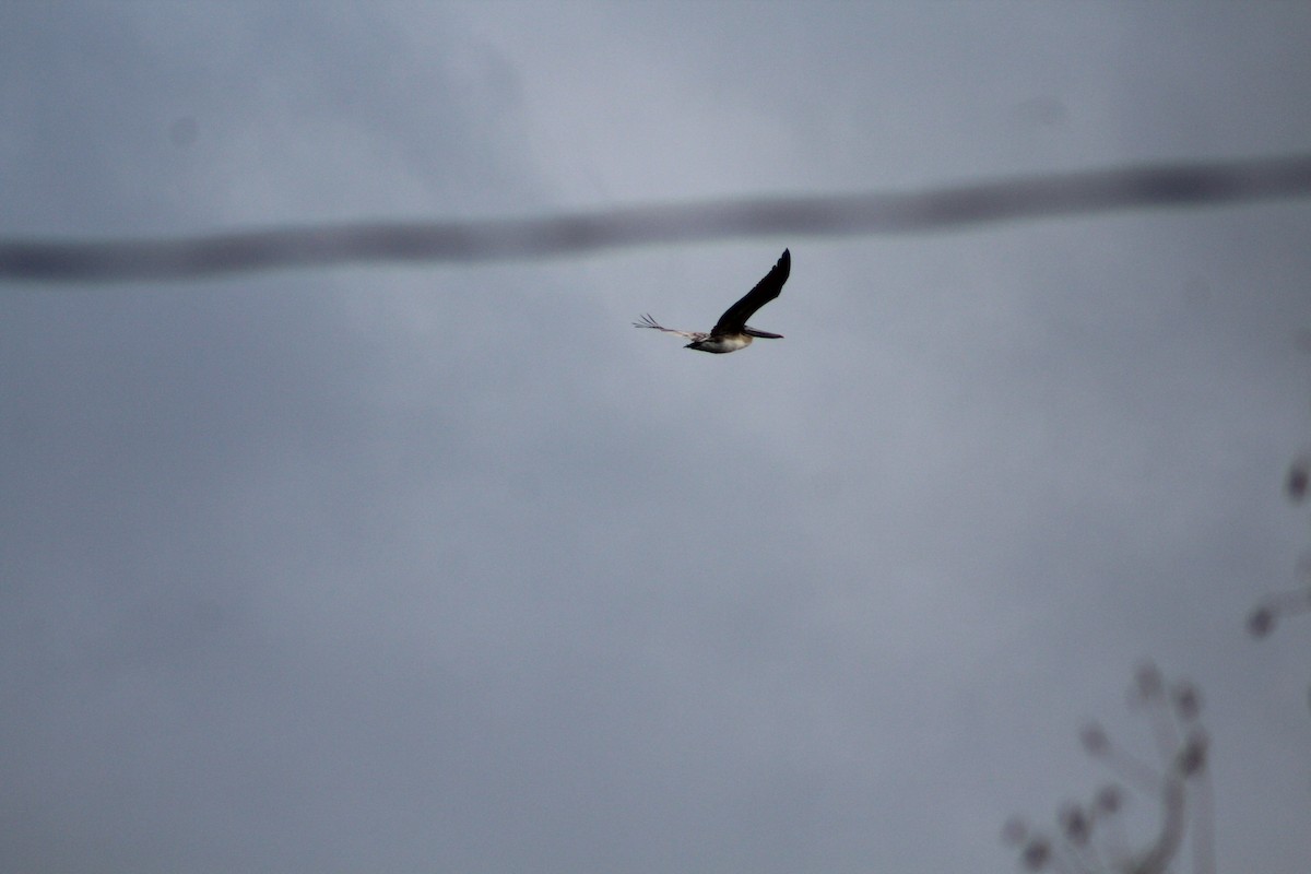 Brown Pelican - ML647793259