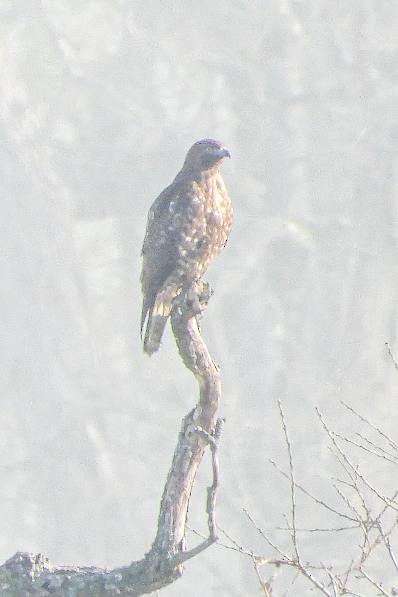 Red-tailed Hawk - ML647793261