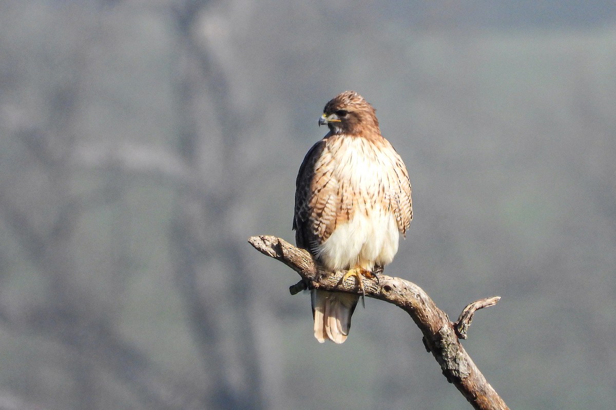 Red-tailed Hawk - ML647793263