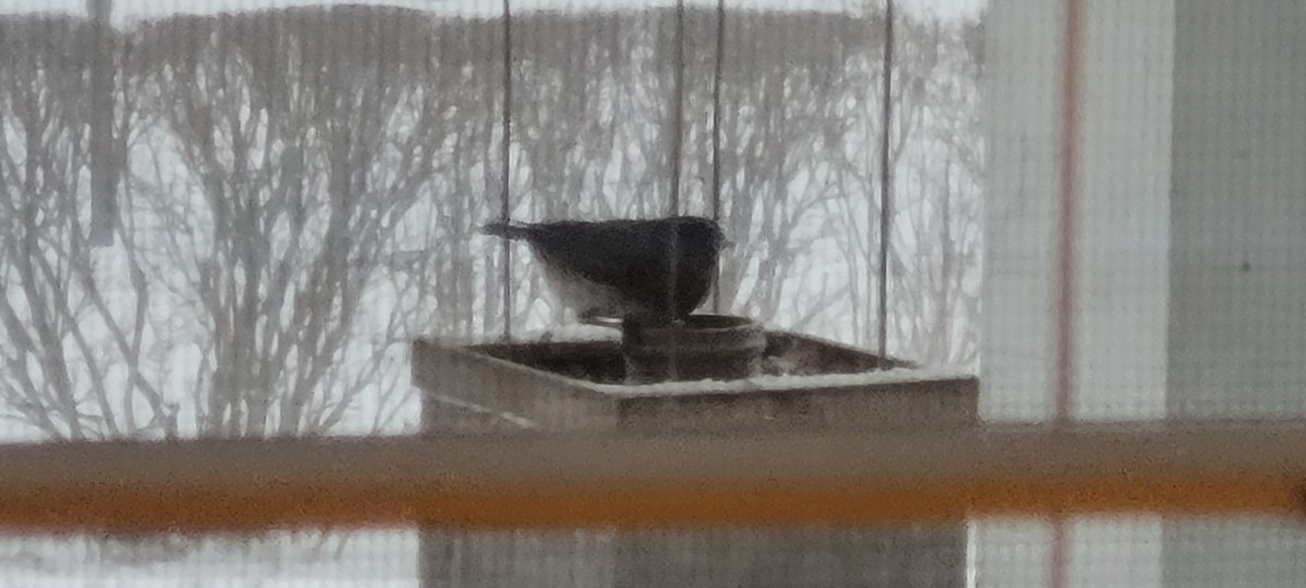 Dark-eyed Junco - ML647793264