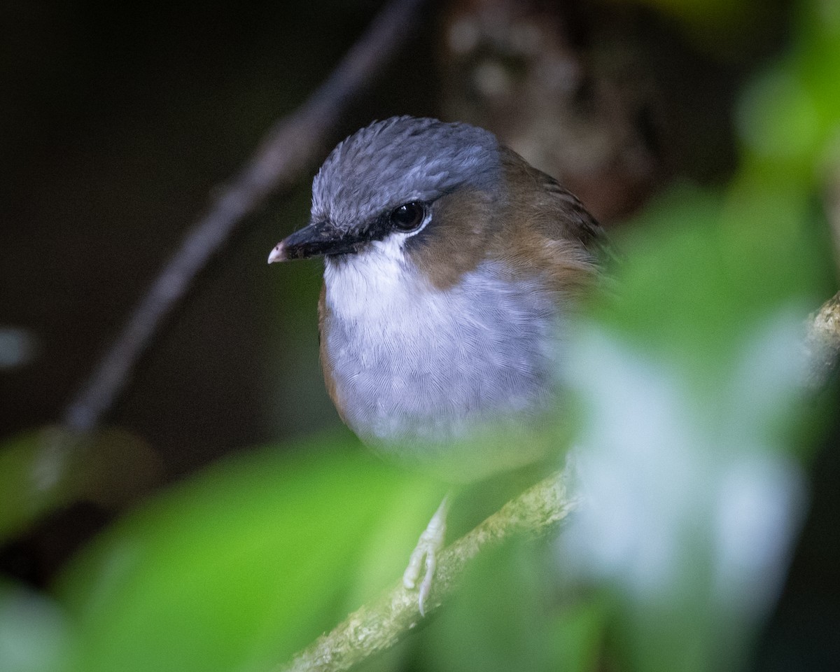 Gray-headed Robin - ML647793265