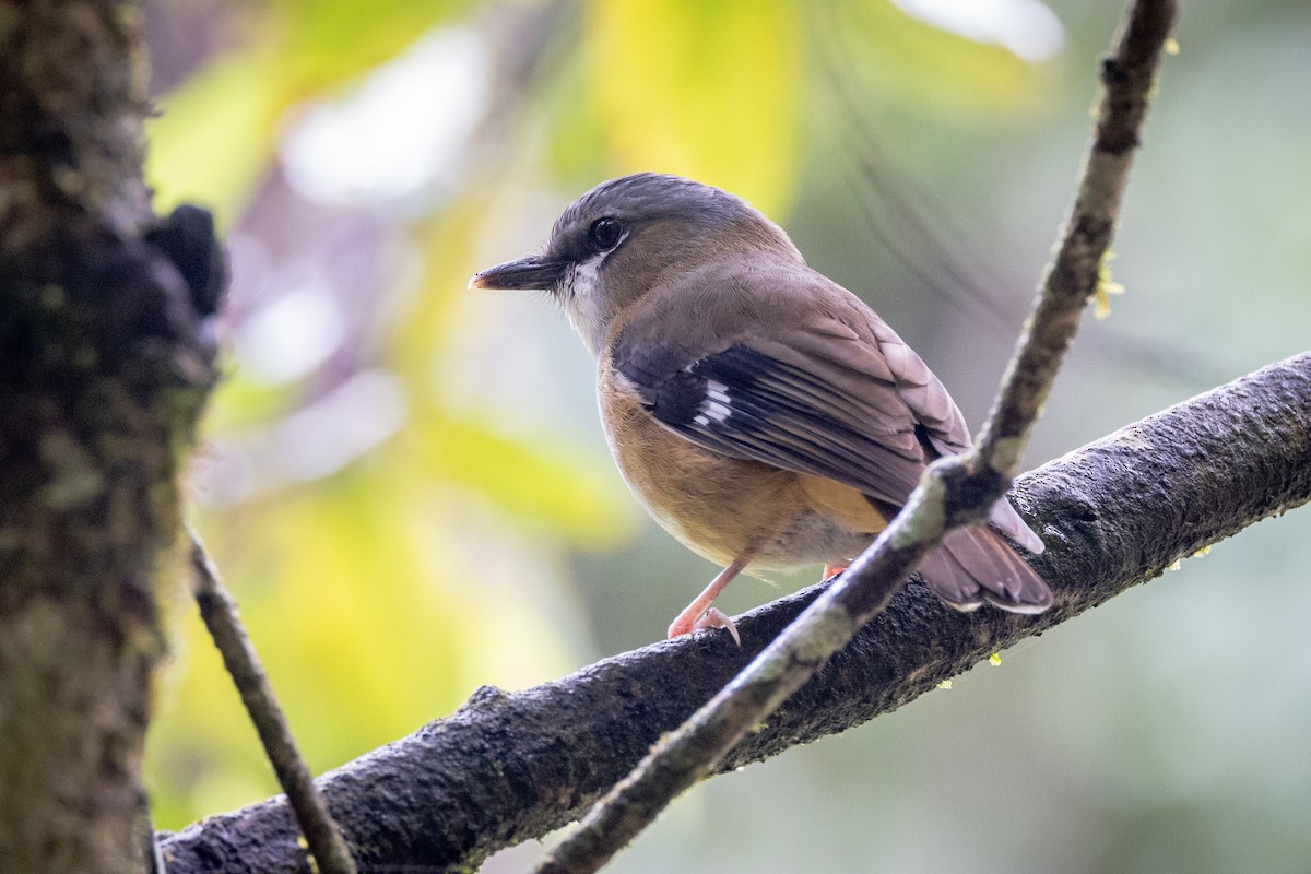 Gray-headed Robin - ML647793266