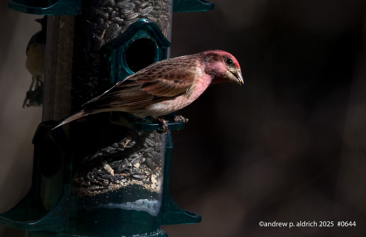 Purple Finch - ML647793267