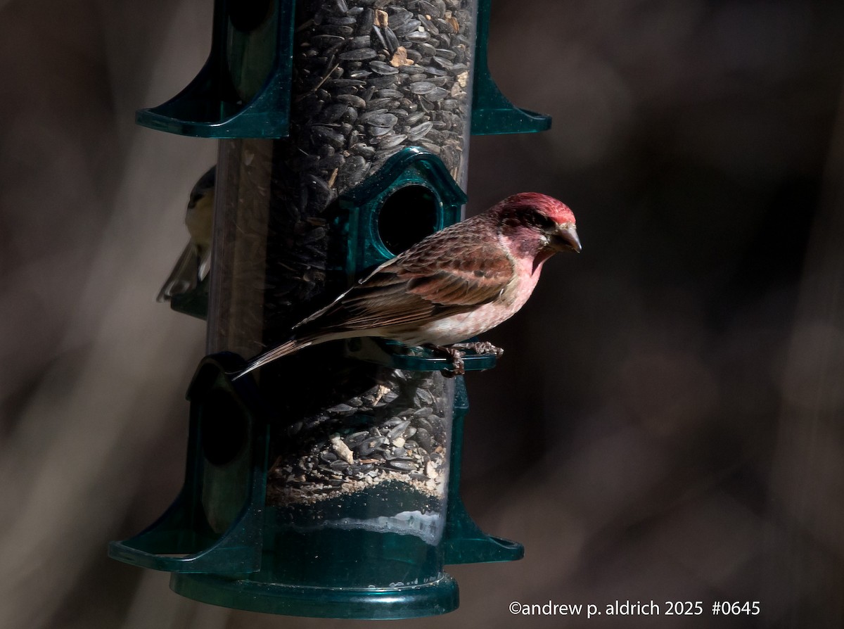 Purple Finch - ML647793268