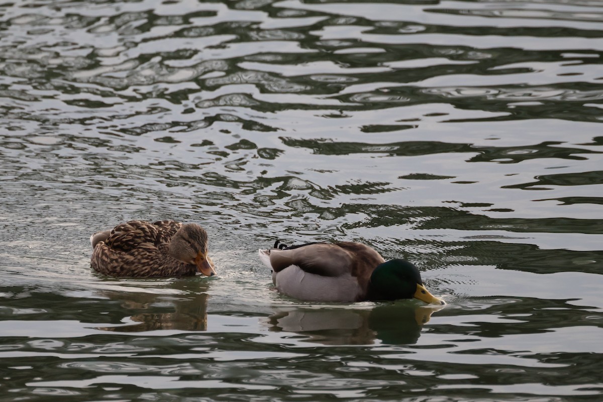 Mallard - ML647793269